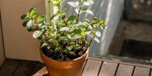 Ginger, Mint, Tulsi & More: 6 Things in Your Kitchen You Can Grow Into Fresh Plants