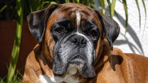 Sepolta con il suo cane, la storia di Eddy e Alberta: “Legame indissolubile, è stata una mia scelta”