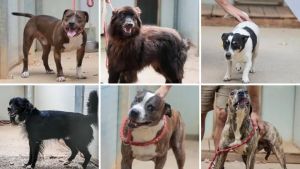 Stanchi di Fido: 25 animali su 32 in canile a Gorizia per difficoltà a gestirli