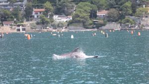 Da Trieste a Venezia ci sono sempre più avvistamenti di delfini sotto costa