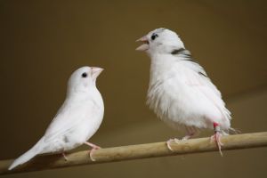 Finches use same rulebook as human babies to pick up language, study finds