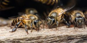 Termites, abeilles, fourmis… comment les insectes sociaux « climatisent » leurs nids