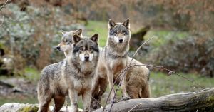 The Alpha Fail: Debunking the Myth That Has Misled Men