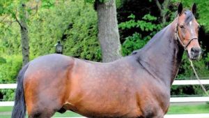 Varenne leggenda anche nelle Marche: nel '98 la straordinaria vittoria a Montegiorgio