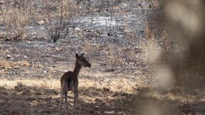 Los gemidos de la tierra quemada