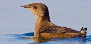 How we found Haida Gwaii’s first marbled murrelet nest in more than 30 years