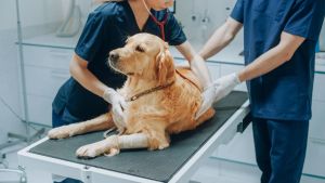 Dans les cliniques vétérinaires Evidensia, animaux et soignants passent après la recherche du profit