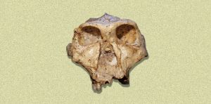 Why it might be time to rethink the human family tree