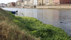 L’Erba degli alligatori. Un nuovo ‘alieno’ in Arno