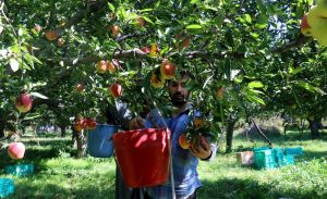 Harvest Time
