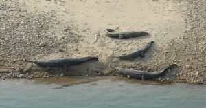 They Protect What They Once Feared: How Gandak Villagers Are Bringing Gharials Back