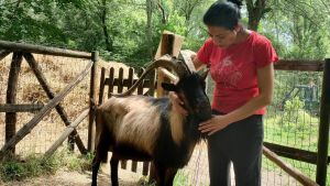 Caprone morto, si indaga ancora. Sotto sequestro la carcassa di Muschio