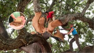 Nella foresta del Portogallo dove nascono i tappi Amorim Cork, il sughero che chiude milioni di bottiglie di vino in tutto il mondo