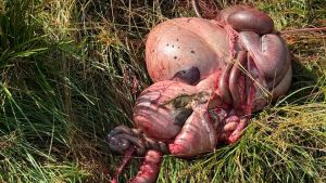 Cansiglio, i lupi tornano nei recinti: colpito un allevamento di pecore