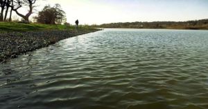 Warning issued to dog owners due to level of toxic bacteria in broad