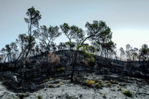 Incendie dans le Var : après un « mois de combat », le feu est enfin éteint