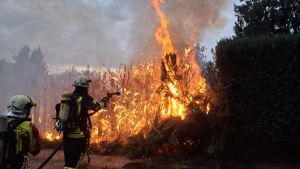 Hecke in Jestetten steht in Flammen – anfängliche Befürchtung bewahrheitet sich nicht