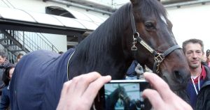 Il cavallo che sussurra agli uomini