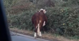 Carefree cow halts city traffic while munching on hedge