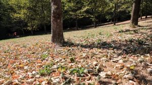 Foglie ingiallite e cadute a terra: così le piante lottano con il caldo