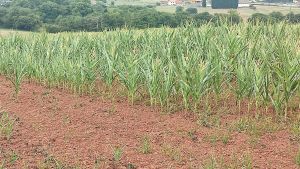 El campo se muere de sed en Asturias: pérdidas de hasta el 80% del maíz y pastos secos dejan sin alimento al ganado