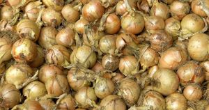 Onion supplies hit as drought-hit growers suffer 'most challenging season ever'