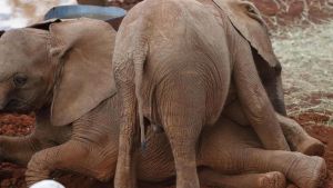Misteriosa malattia fa strage di elefanti in Kenya. “Occhi rossi e respiro affannato, poi vanno a morire sotto il Kilimangiaro”