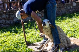 Mo’delaine 2026: a Valgrisenche torna il Festival della lana tra pastorizia e creatività