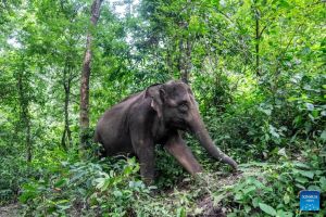 Quem tem filho grande é elefante: há adolescentes chegando aos quarenta