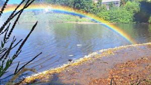 Notstand am Hüfinger Kofenweiher: Zehntausende tote Fische am Ufer entdeckt