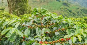 How the Trees Above Coffee Are Helping Birds, Bees & Wildlife Thrive
