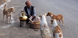 Street dogs: Why India can’t — and shouldn’t — evict its canines