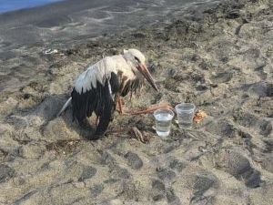 Бедстващ щъркел падна на Северния плаж край бар „Кариби“