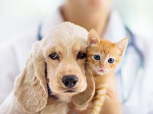 Canadian employees slowly adopting pet benefits: report