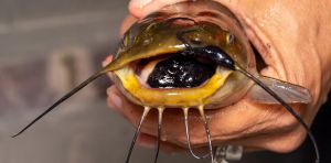 How we found a new transmissible cancer in bullhead catfish