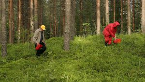 Metsänhoito | Hoidettu talousmetsä on antoisa ulkoilukohde, jonka ansaitsee arvostuksen