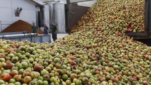 La sequía golpea a la sidra asturiana: los productores de manzana alertan que el 30 por ciento de la cosecha podría perderse este año