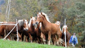 I cavalli selvaggi di Monte Generoso, liberi come nel Far West: una famiglia attaccata dalla mandria imbizzarrita