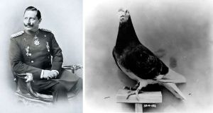 How a German pigeon named ‘Kaiser’ became one of the longest-held POWs in American history