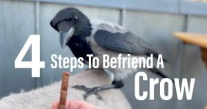 Crows are incredibly smart. Here’s how to make friends with one in four easy steps.