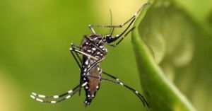 Día mundial del mosquito