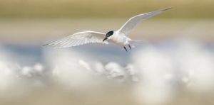 The first wave of bird flu is the worst: what Australia can learn from overseas