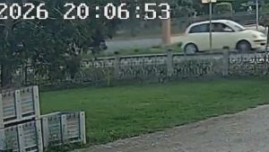 Rubano otto casse di pomodori a Codevigo: l’agricoltore li insegue con il trattore