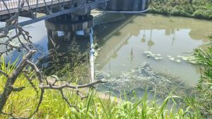 Schiuma nel Naviglio, sospetti sulla ditta di detersivi che smentisce: «Indagini in corso con Arpav»