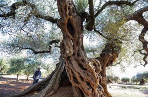 Il a fallu 100 000 ans aux forêts anciennes pour se remettre de la dernière période de réchauffement climatique