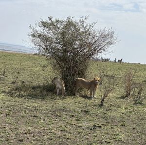 Lions of Elul: A Safari Road to Repentance