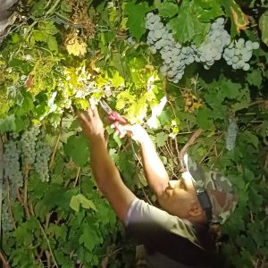 Piverone, vendemmia prima dell’alba per sfuggire al caldo
