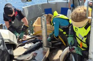 Vi trenger flere unge til fiskeryrket