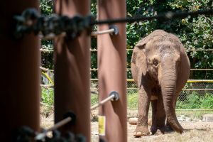 Why do we still accept the captivity of wild animals?