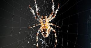 Why are spiders entering homes earlier this year?